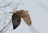 Red-tailed Hawk